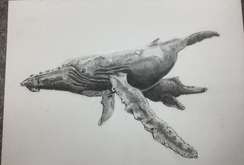Mastering Charcoal/ Humpback Whale
