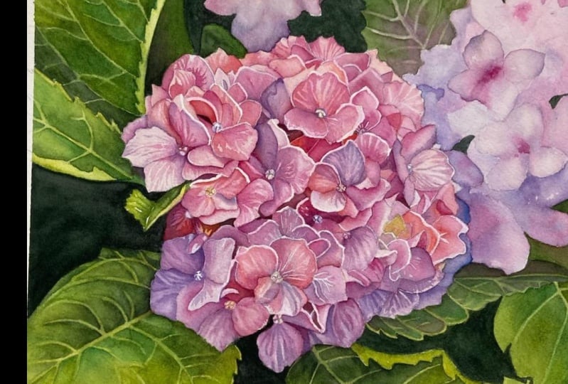 Hydrangea