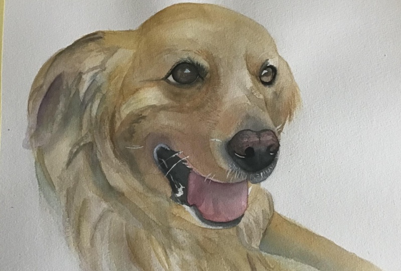 Longhair Labrador