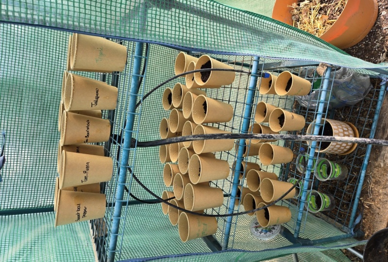 Starter seeds