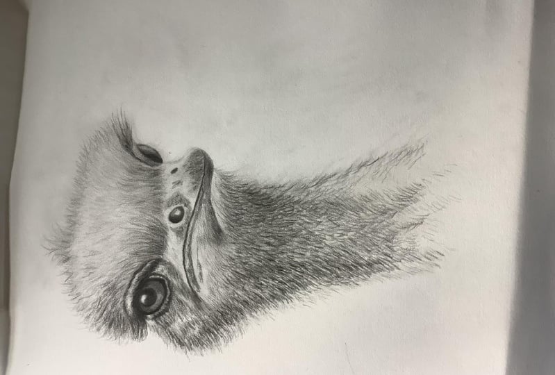 Drawing Basics