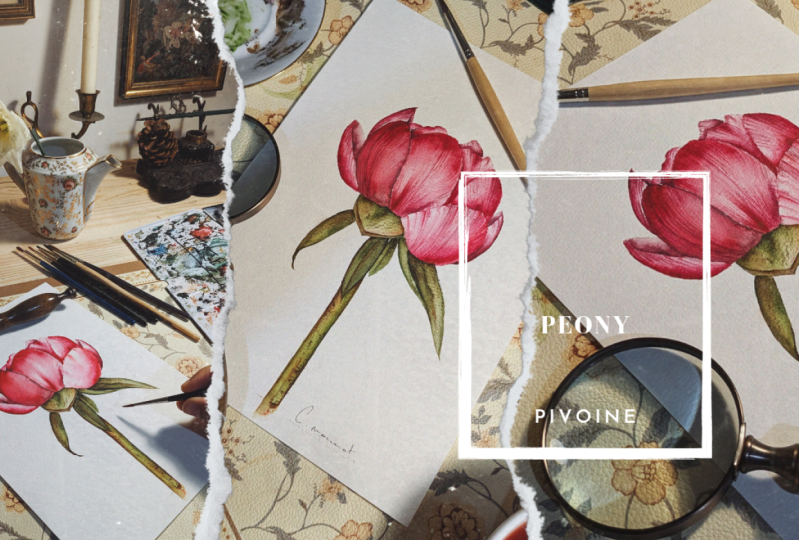 Fleur Pivoine réaliste à l'aquarelle, ombre, lumière et texture