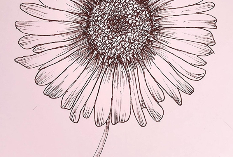 My daisies