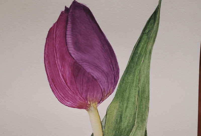 Tulip