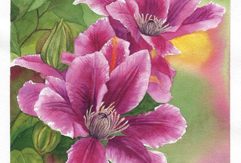 The Clematis and All It’s Glory!