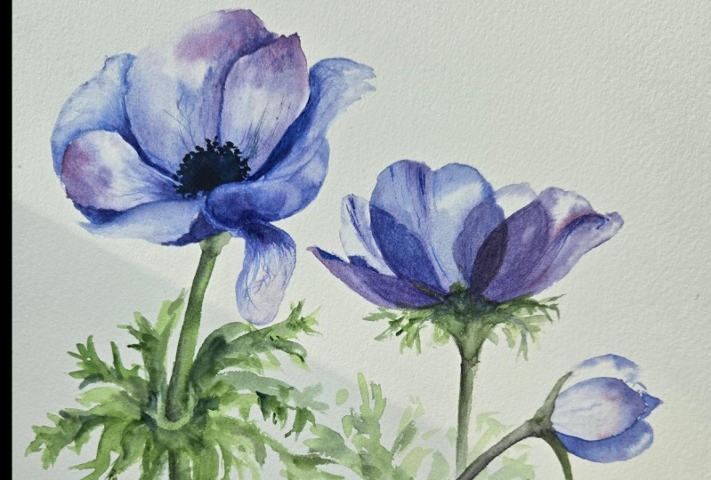 Blue anemones