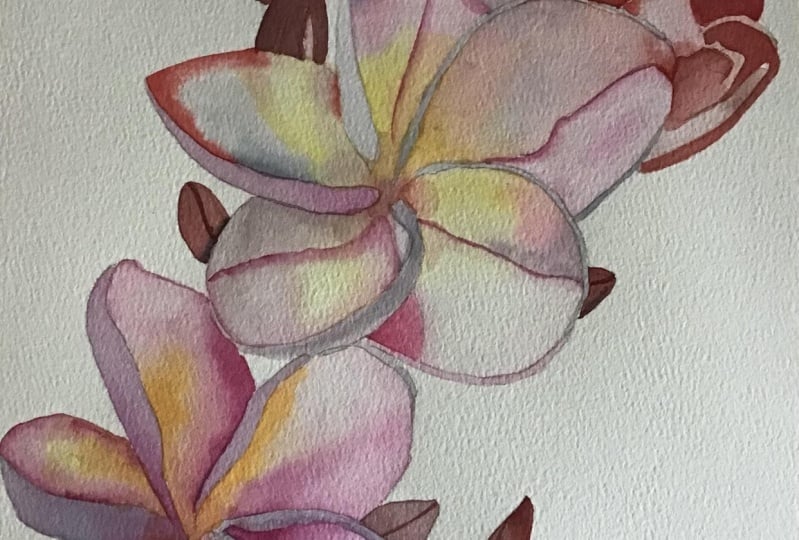 Plumeria
