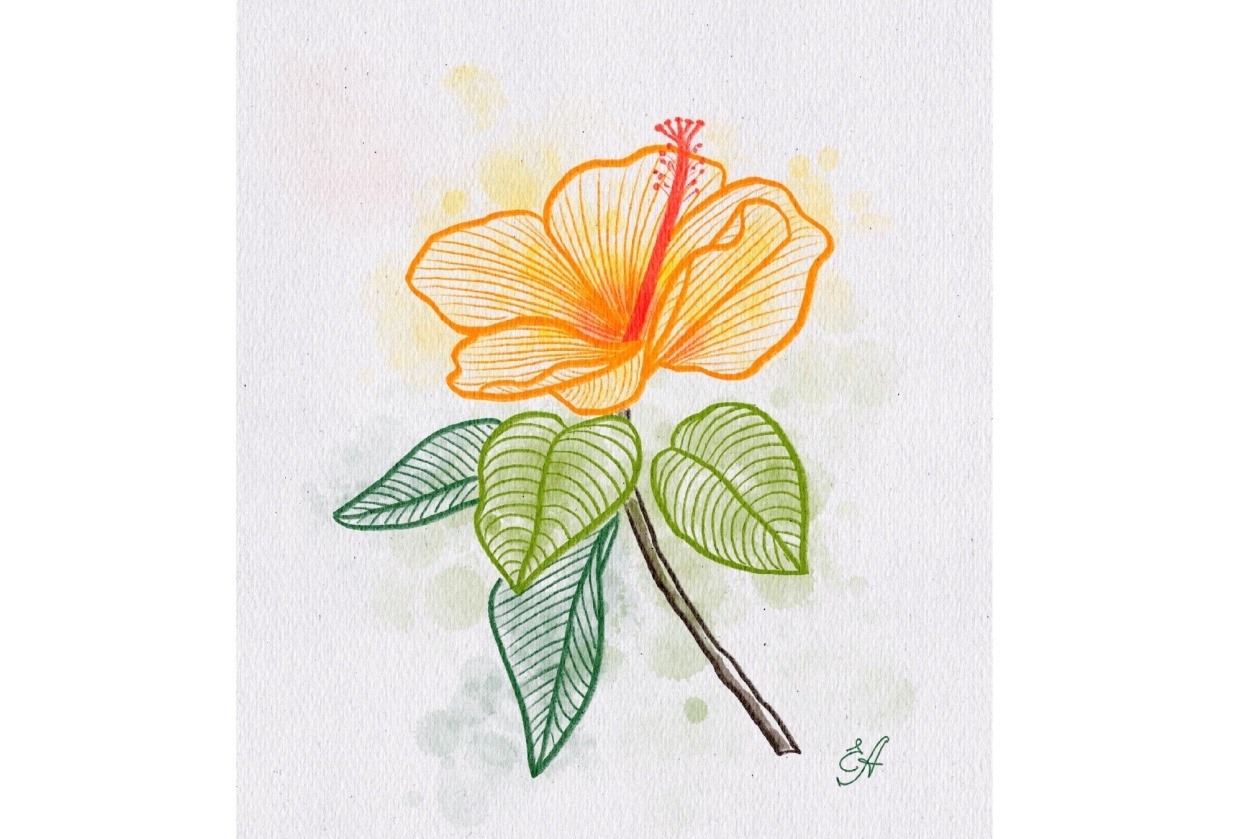 Hibiscus flower - student project