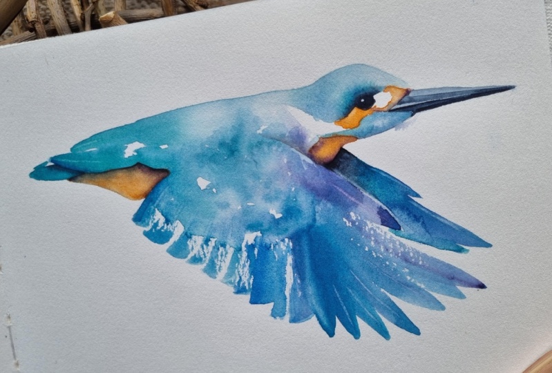 Eisvogel