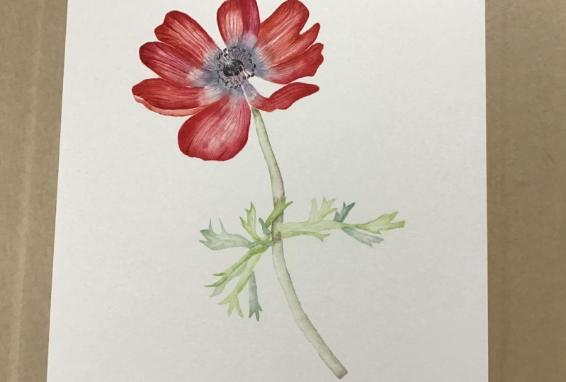 Anemone