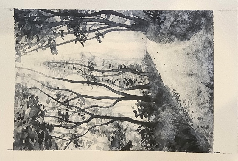 Light in the Forest