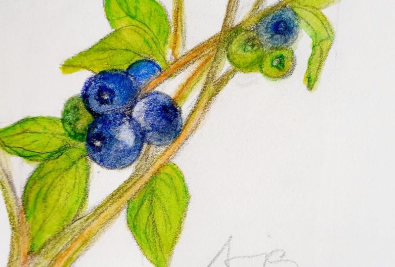 Blueberry - Author: Sonja Dovlev Bugarski