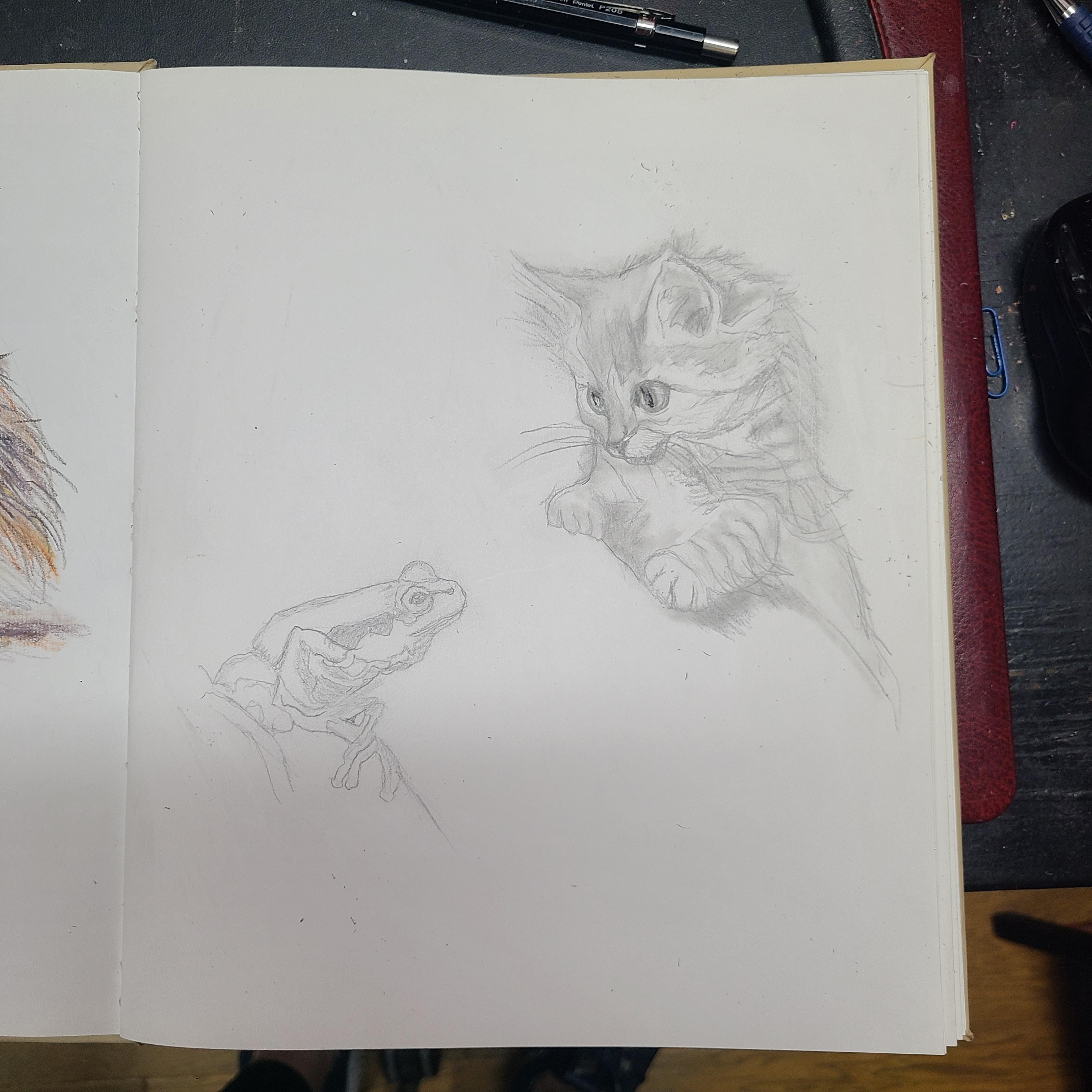 Kitty regards frog - student project