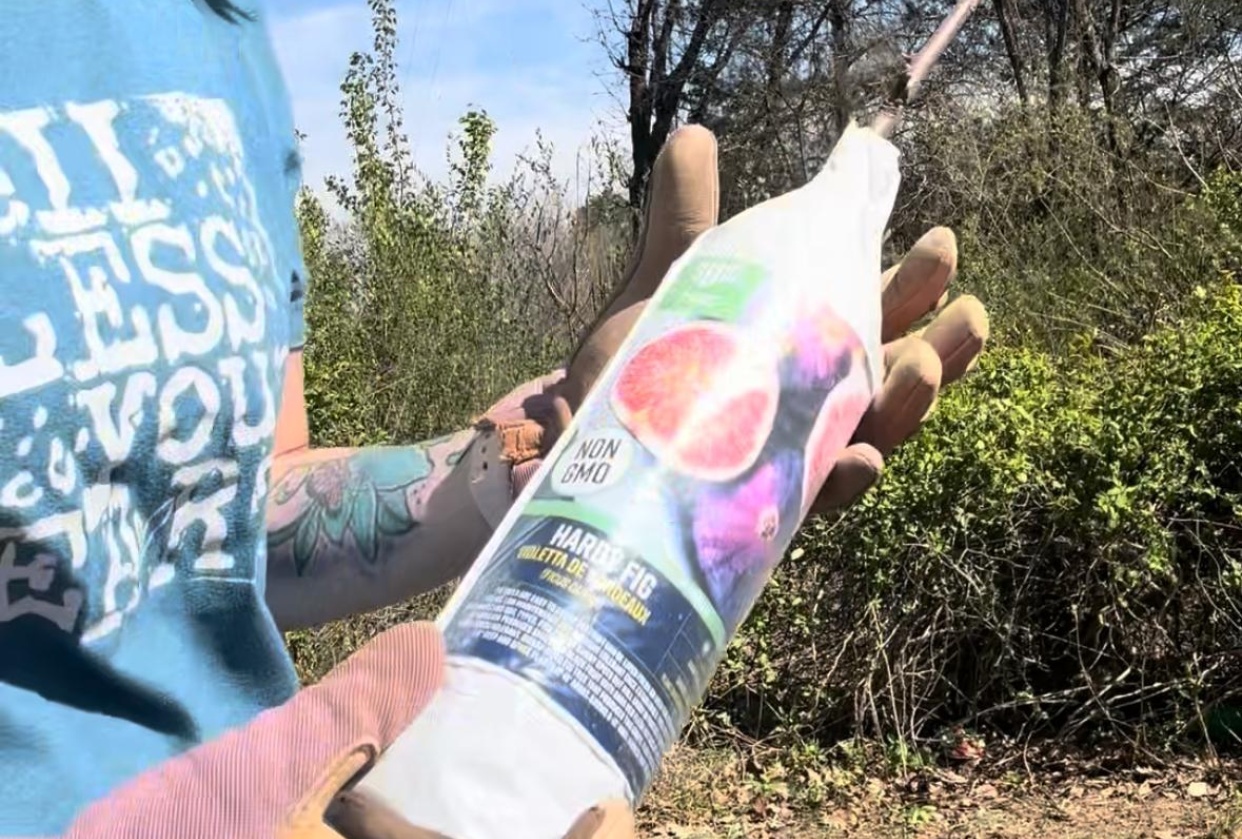Planting a Fig Tree - student project