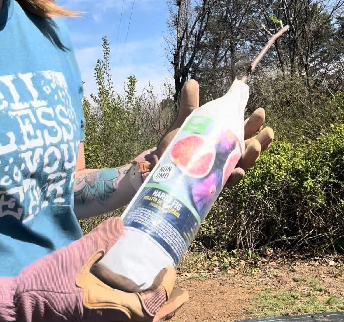 Planting a Fig Tree - student project