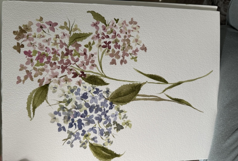 Loose hydrangea 1st time