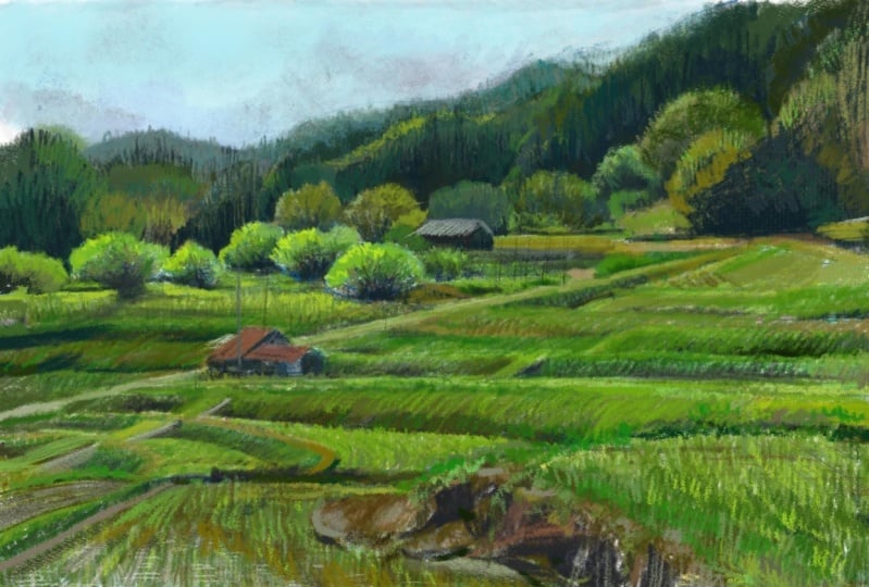 rice field