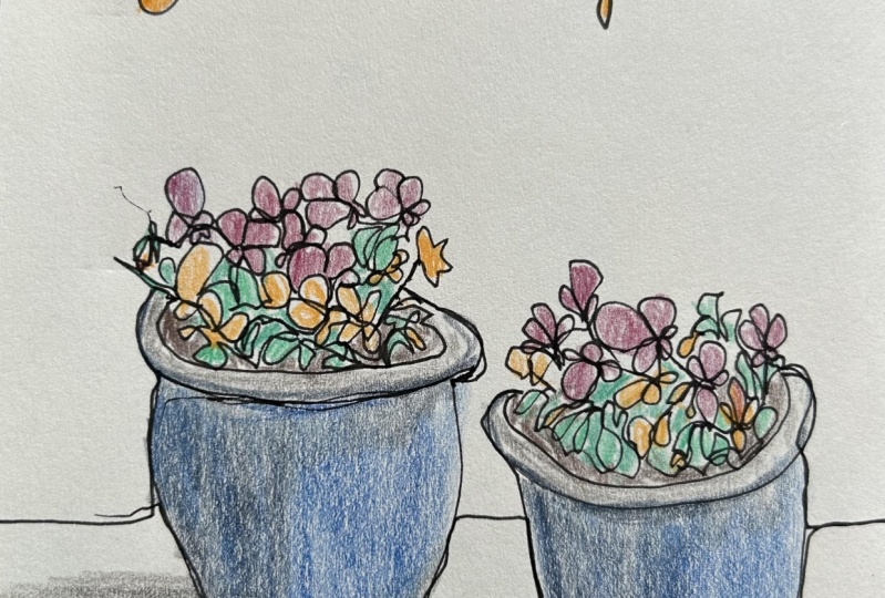 Pansies in pot