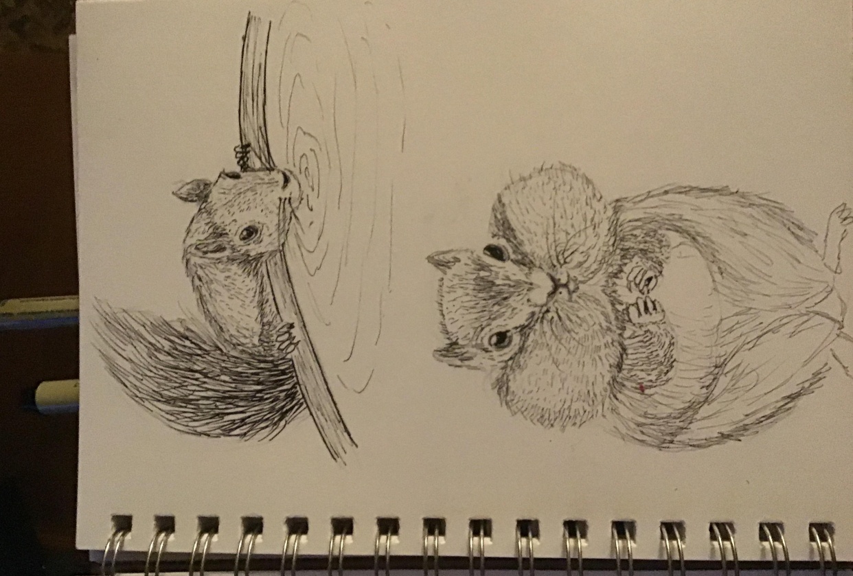 Squirrel! - student project
