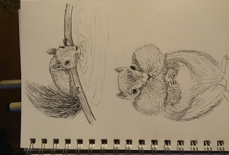 Squirrel!