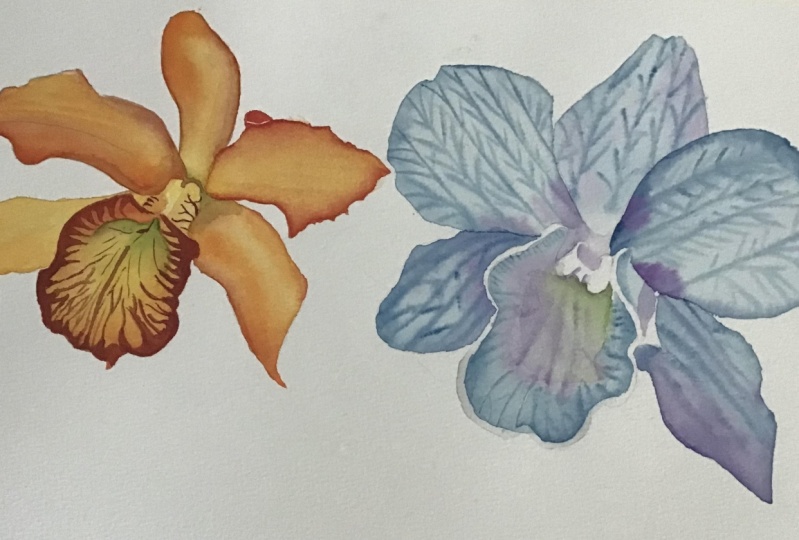 Watercolour orchids