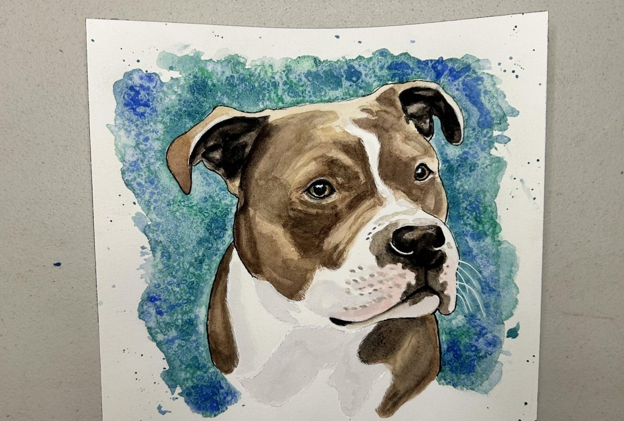 American Staffordshire Terrier - student project