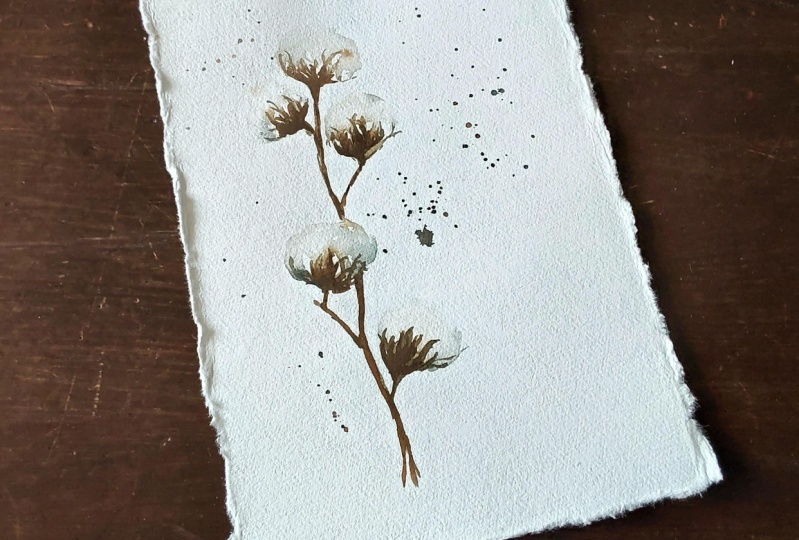 Cottonflower