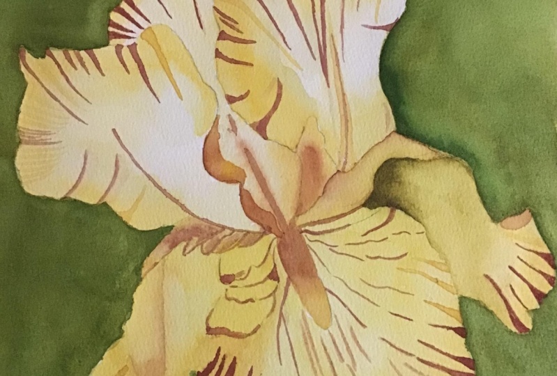 Iris