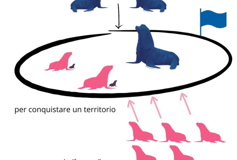 sea lions
