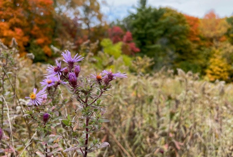 Dryden Tract Trail