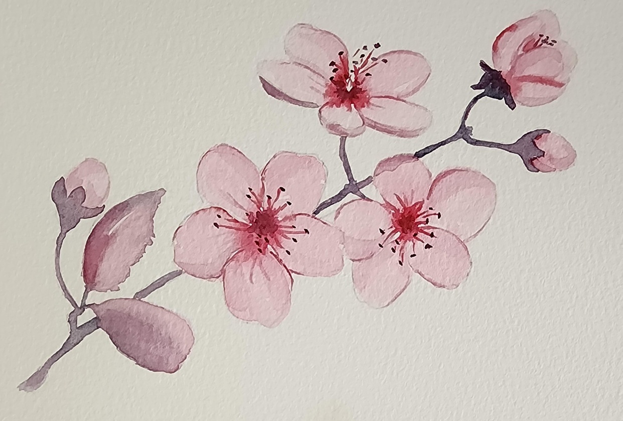Cherry Blossom 2 - student project
