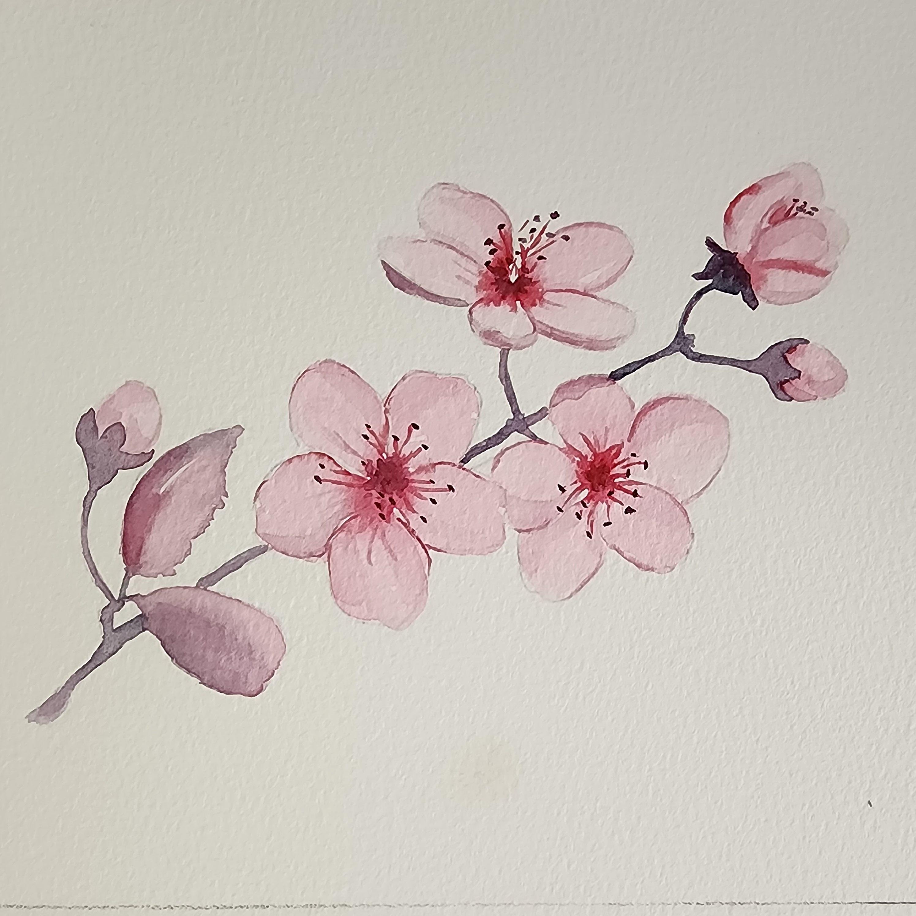Easy & Relaxing Watercolor Floral: Cherry Blossoms | Kamides