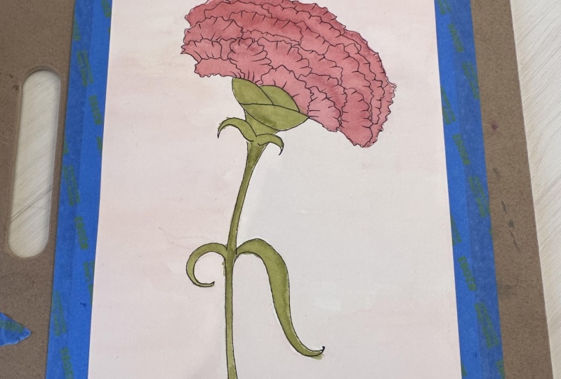 Drawing Carnations