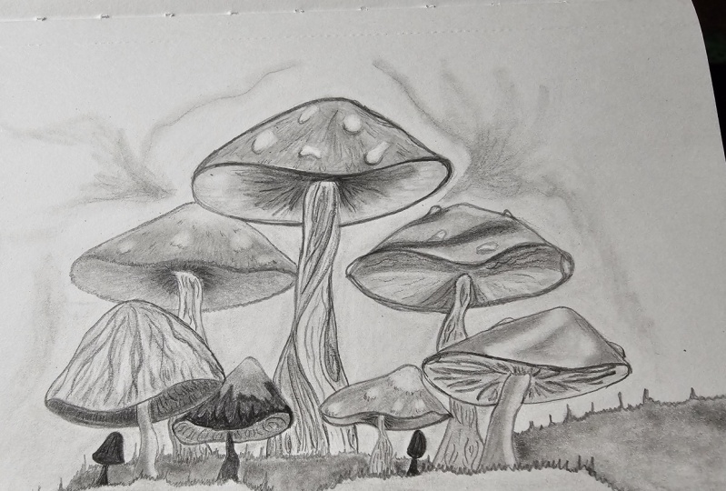 Mushroom land