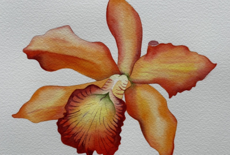 Three Orchids