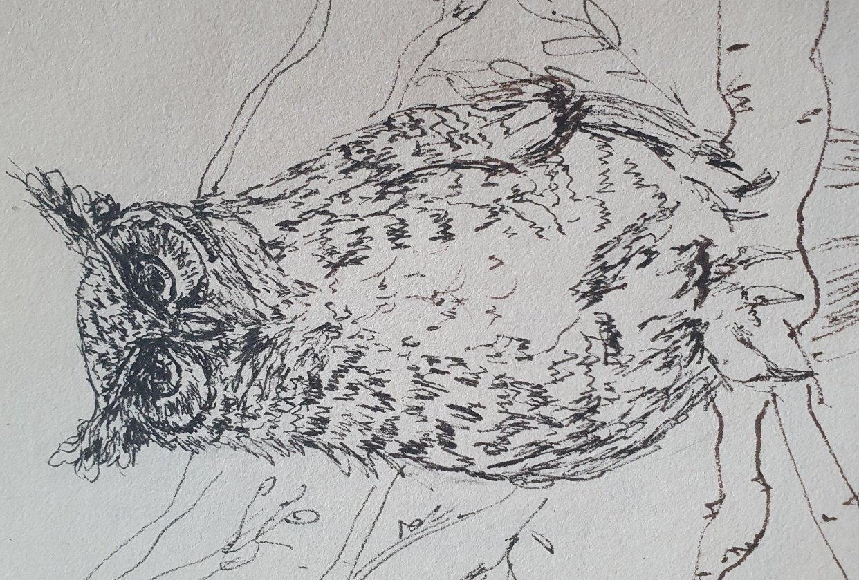 Cute owls in ink and pencil :) - student project