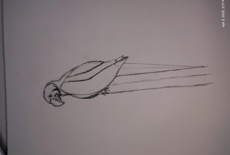 parrot