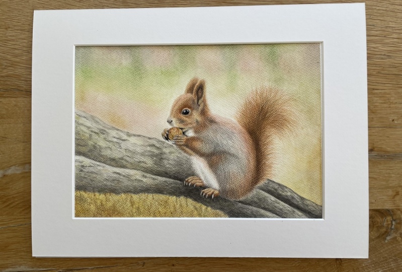 Squirrel with watercolour pencils