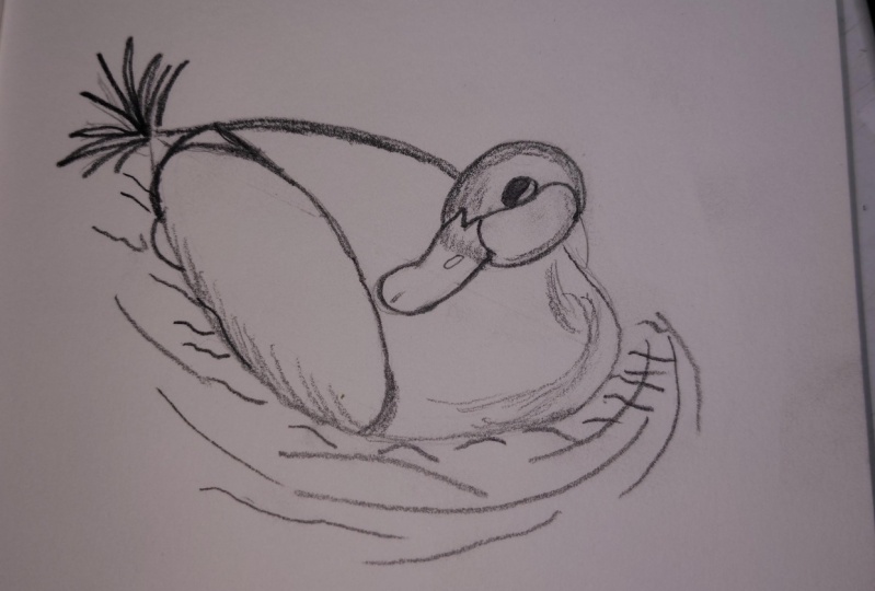 duck