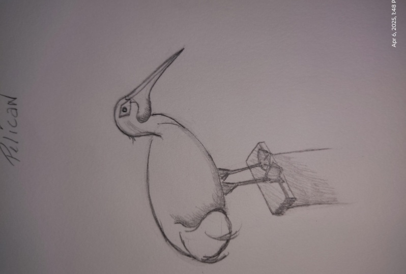 pelican