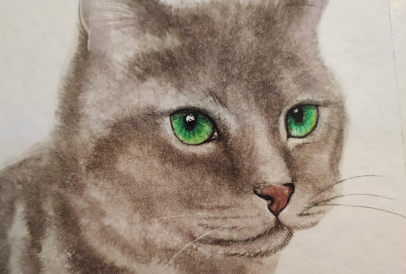 Gatito con Grises