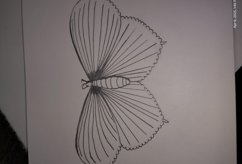 butterfly sketch