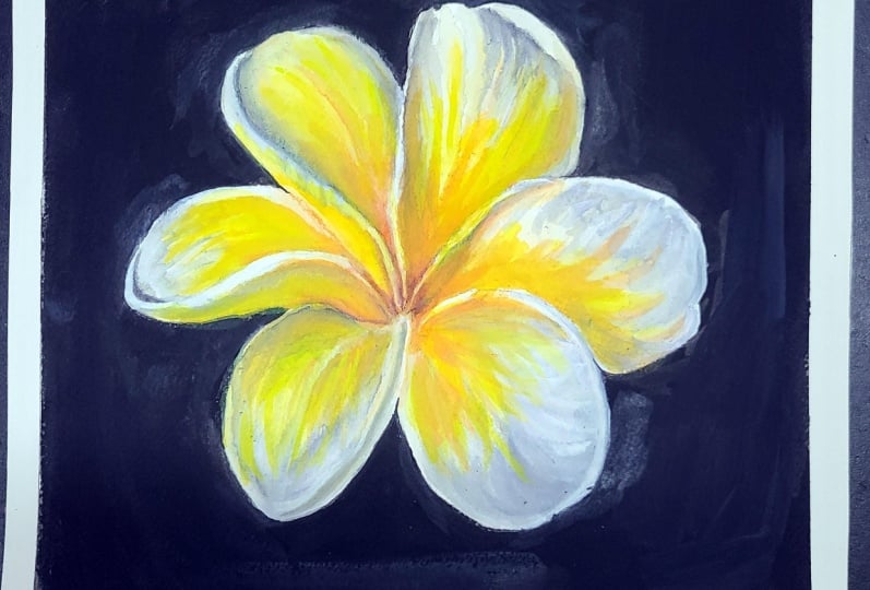 Plumeria