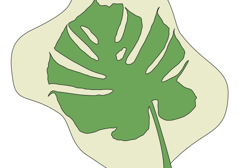 Monstera Plant
