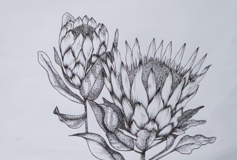 The Proteas