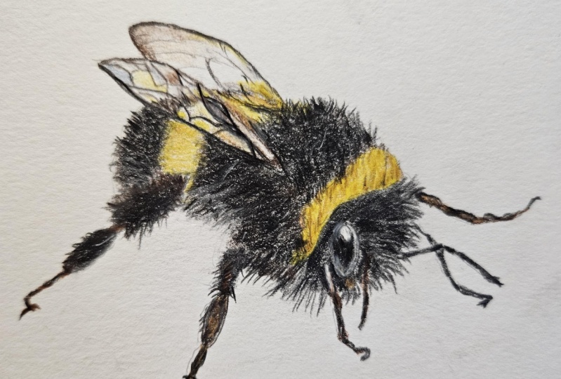 Bumble bee colored pencil