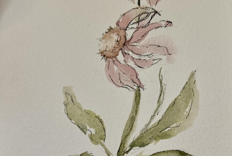 Coneflower