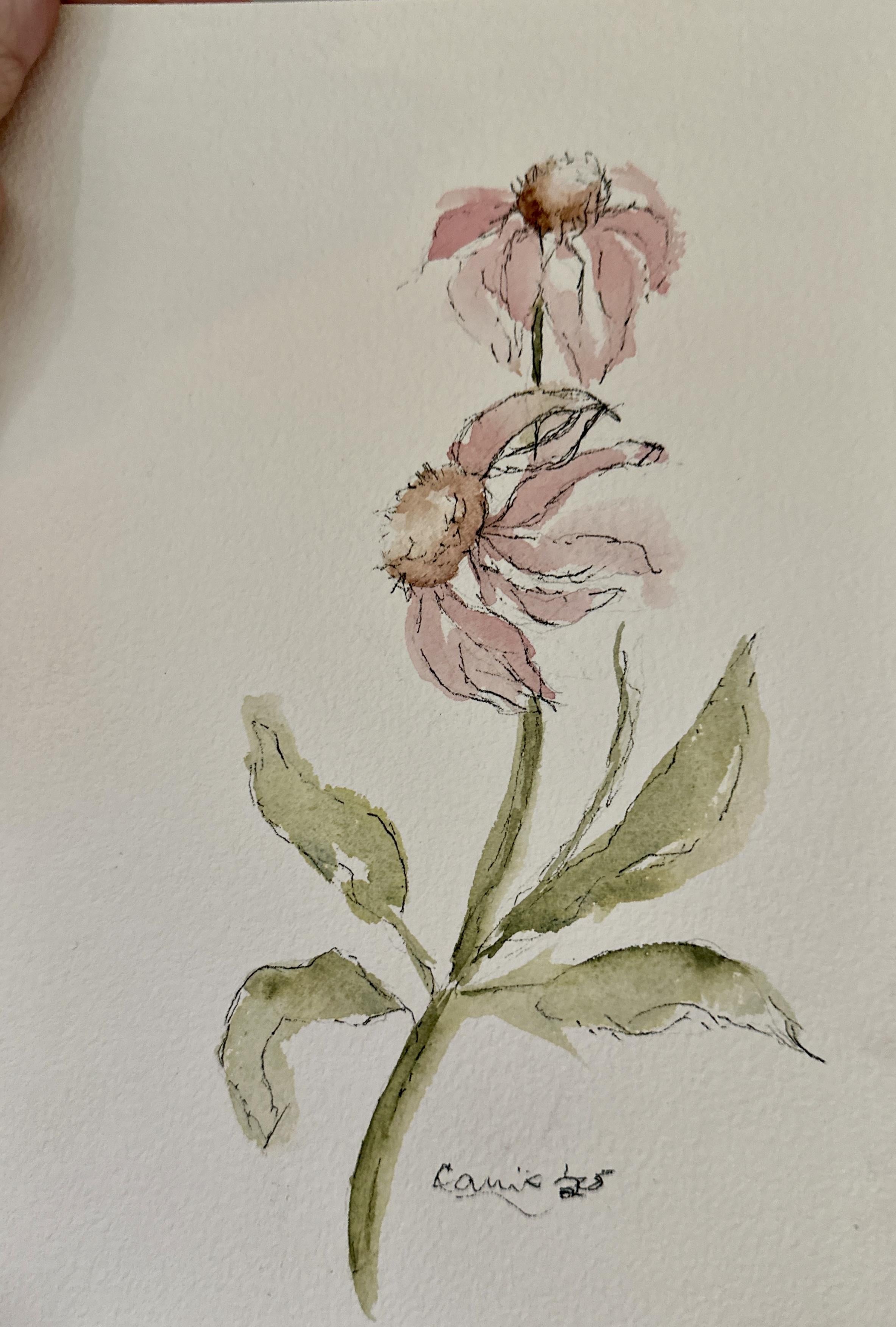 Coneflower - student project