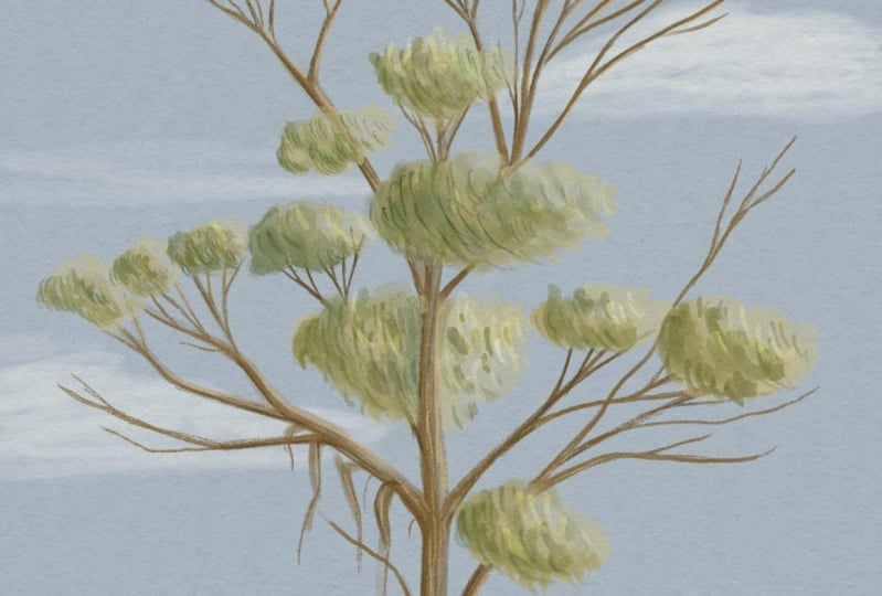 A couple of trees