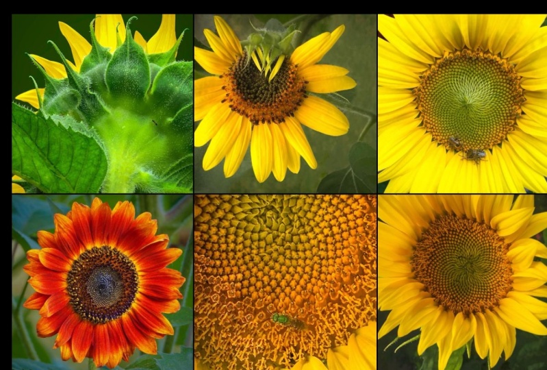 DAILY SUNFLOWER POST